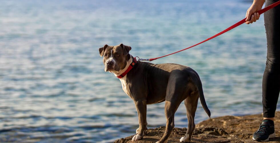 Wakacje z psem w Chorwacji – zdjęcie 2